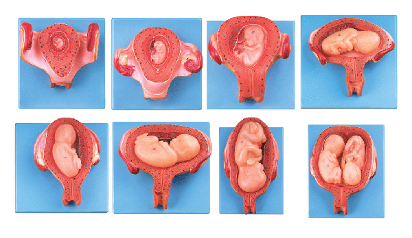 胎儿(胚胎)妊娠发育过程模型