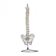 自然大脊椎模型(带骨盆)
