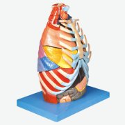 胸腔解剖模型