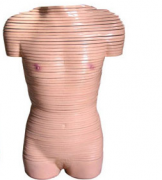 女性躯干断层解剖横切面模