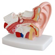 小型耳解剖放大模型(1.5倍