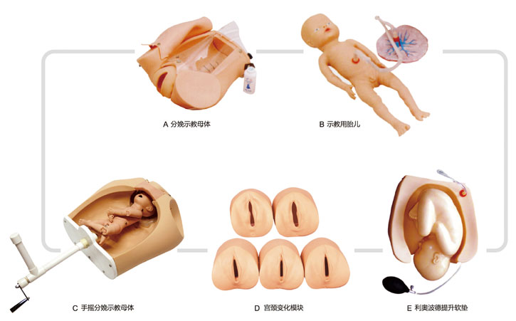 高级腹部触诊、分娩机转综合模型
