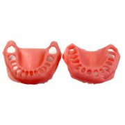 软牙龈模型
