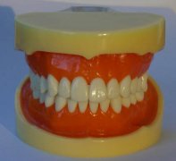 标准牙颌模型B