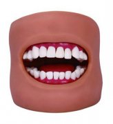 牙护理保健模型（带脸颊）